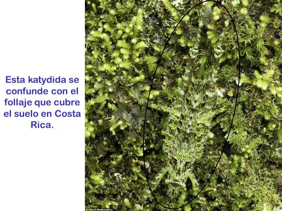 Esta katydida se confunde con el follaje que cubre el suelo en Costa Rica.