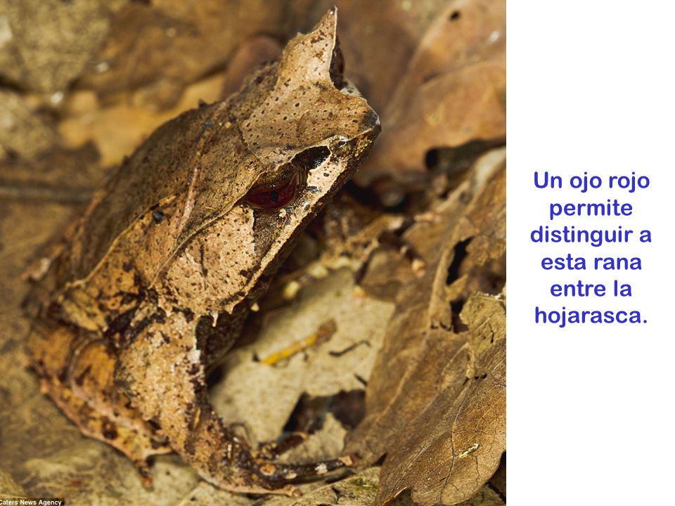Un ojo rojo permite distinguir a esta rana entre la hojarasca.