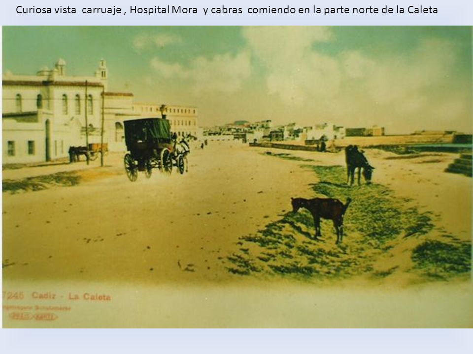 Curiosa vista carruaje , Hospital Mora y cabras comiendo en la parte norte de la Caleta