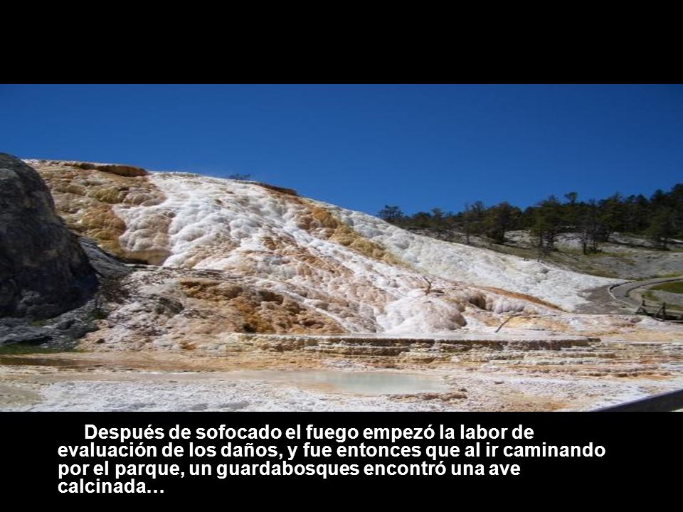 Después de sofocado el fuego empezó la labor de evaluación de los daños, y fue entonces que al ir caminando por el parque, un guardabosques encontró una ave calcinada…