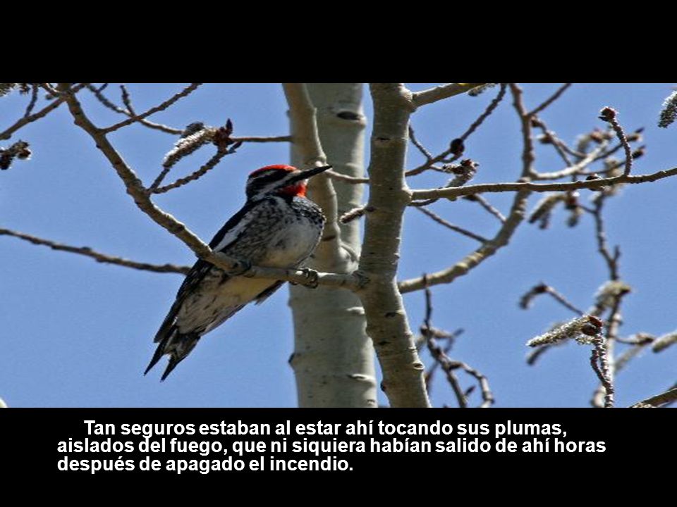 Tan seguros estaban al estar ahí tocando sus plumas, aislados del fuego, que ni siquiera habían salido de ahí horas después de apagado el incendio.