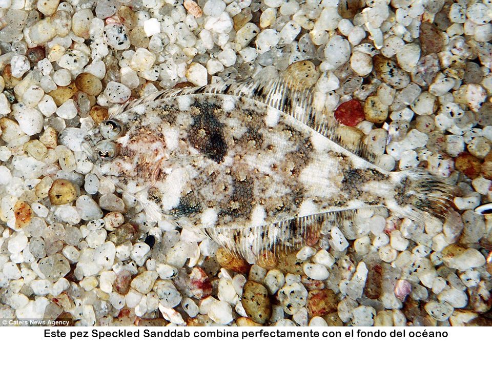 Este pez Speckled Sanddab combina perfectamente con el fondo del océano