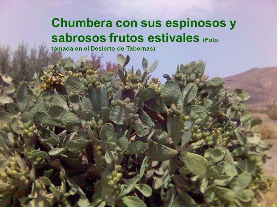 Chumbera con sus espinosos y sabrosos frutos estivales (Foto tomada en el Desierto de Tabernas)