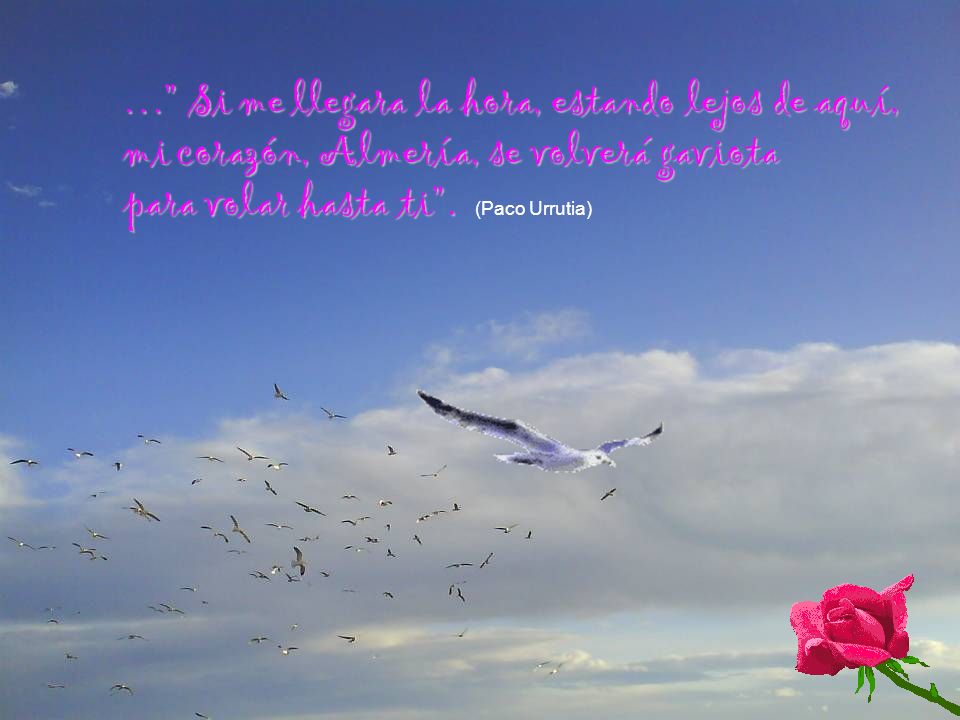 … Si me llegara la hora, estando lejos de aquí, mi corazón, Almería, se volverá gaviota para volar hasta ti .