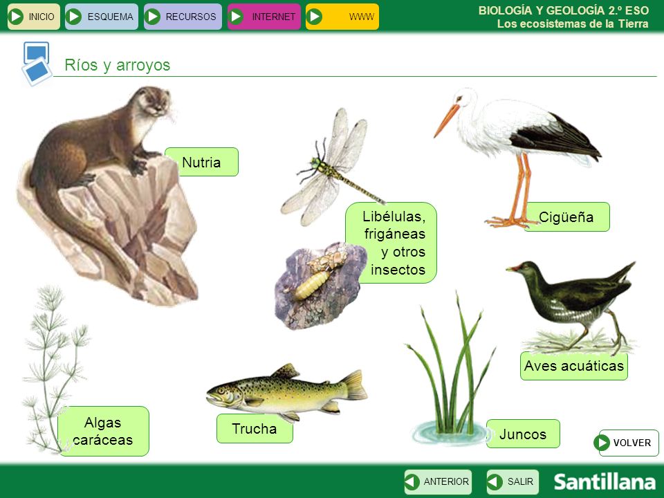 Ríos y arroyos Nutria Libélulas, frigáneas y otros insectos Cigüeña