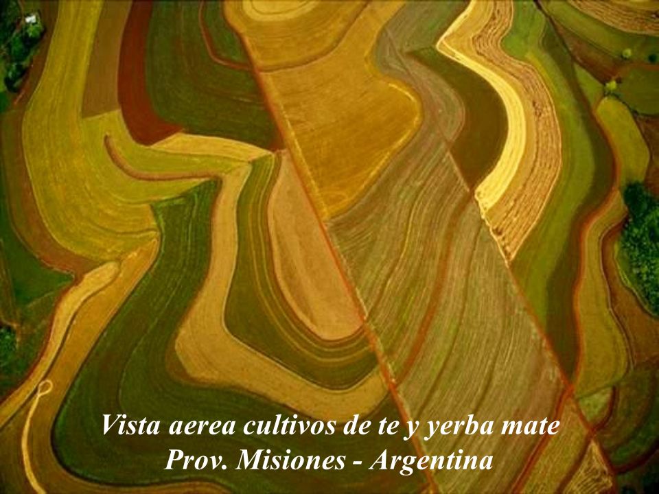 Vista aerea cultivos de te y yerba mate Prov. Misiones - Argentina