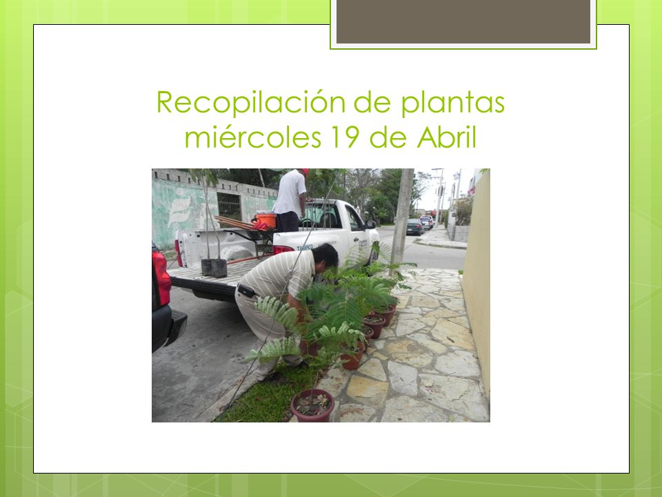 Recopilación de plantas miércoles 19 de Abril