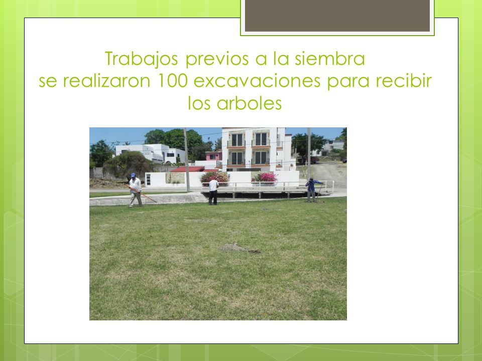 Trabajos previos a la siembra se realizaron 100 excavaciones para recibir los arboles