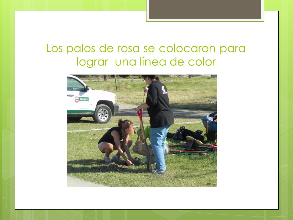 Los palos de rosa se colocaron para lograr una línea de color