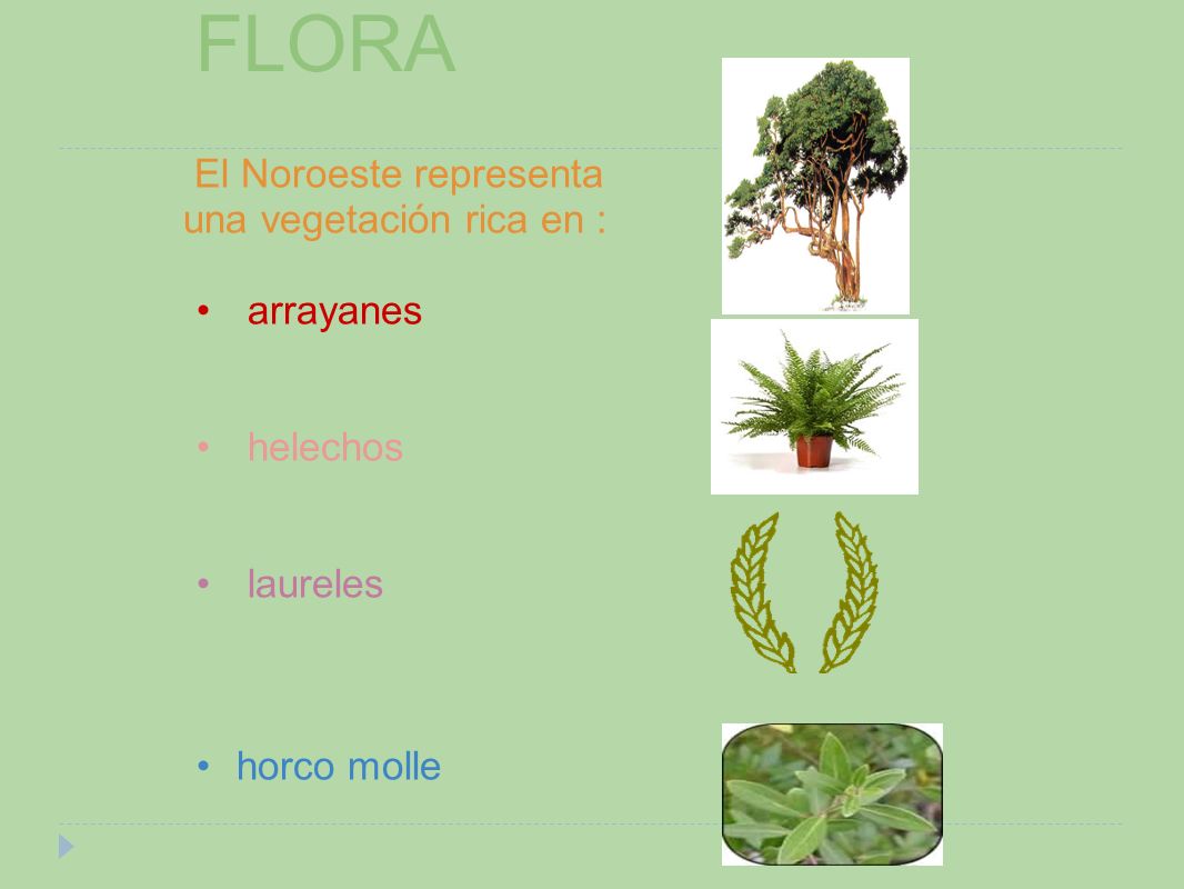 FLORA El Noroeste representa una vegetación rica en : arrayanes