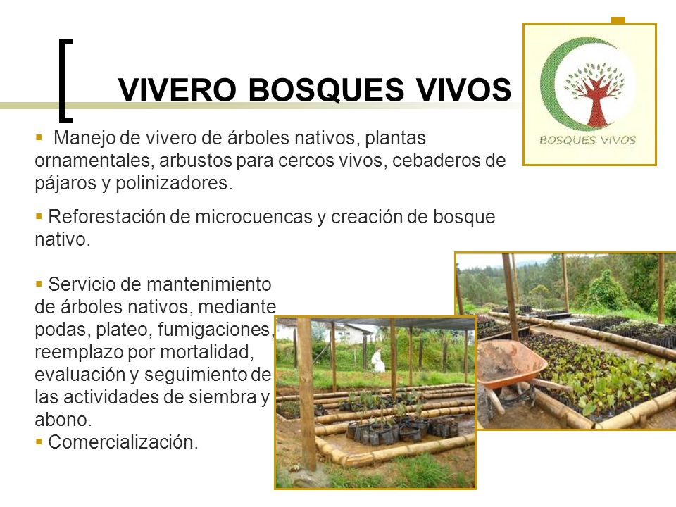 VIVERO BOSQUES VIVOS Manejo de vivero de árboles nativos, plantas ornamentales, arbustos para cercos vivos, cebaderos de pájaros y polinizadores.