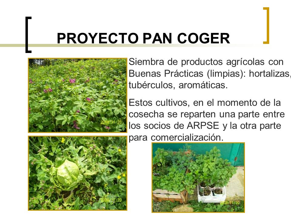PROYECTO PAN COGER Siembra de productos agrícolas con Buenas Prácticas (limpias): hortalizas, tubérculos, aromáticas.