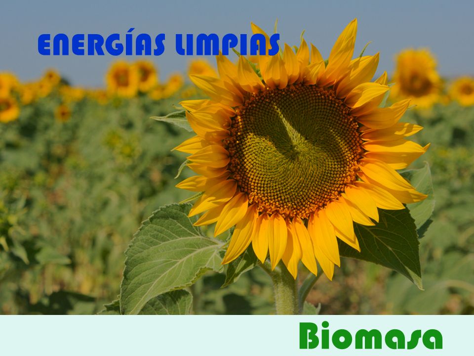ENERGÍAS LIMPIAS Biomasa