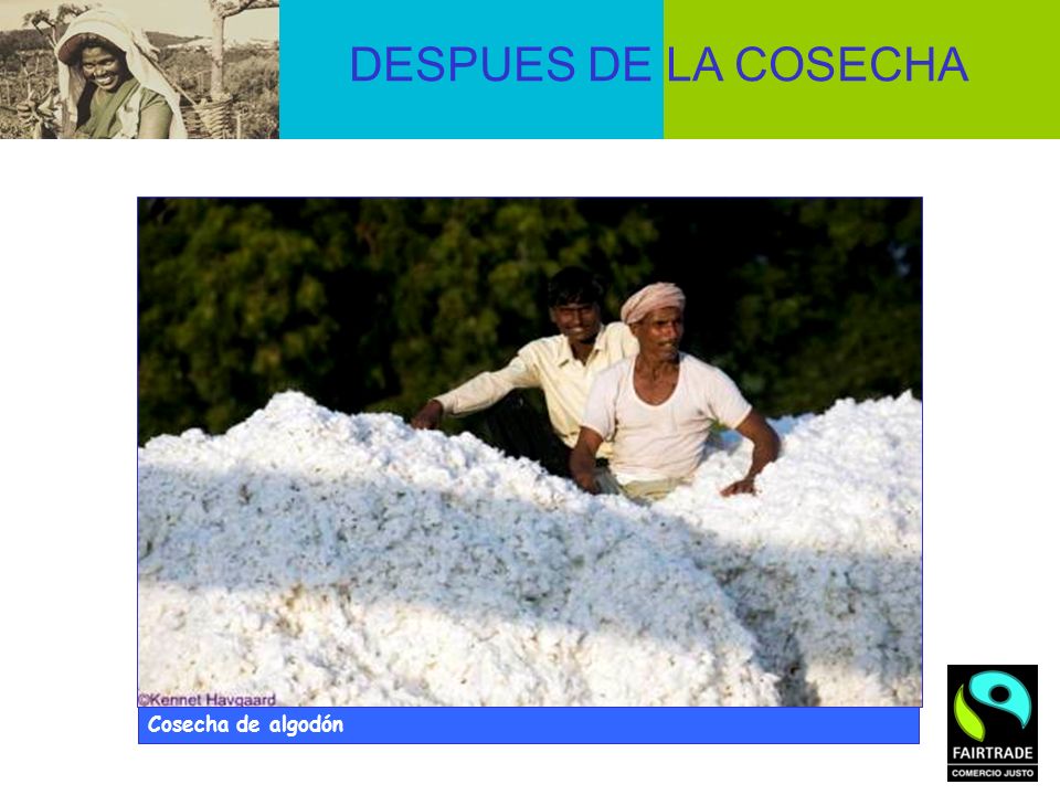 DESPUES DE LA COSECHA © Didier Gentilhomme Cosecha de algodón