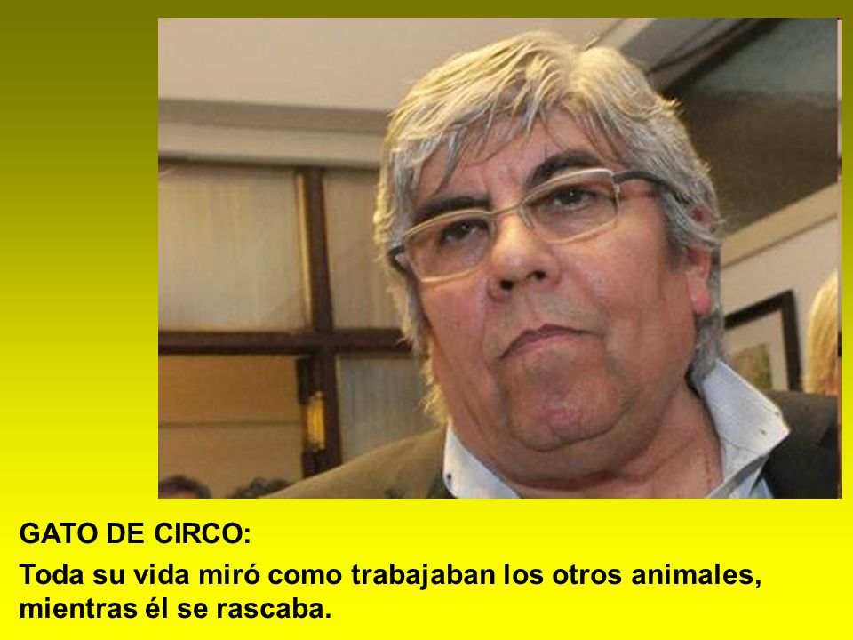 GATO DE CIRCO: Toda su vida miró como trabajaban los otros animales, mientras él se rascaba.