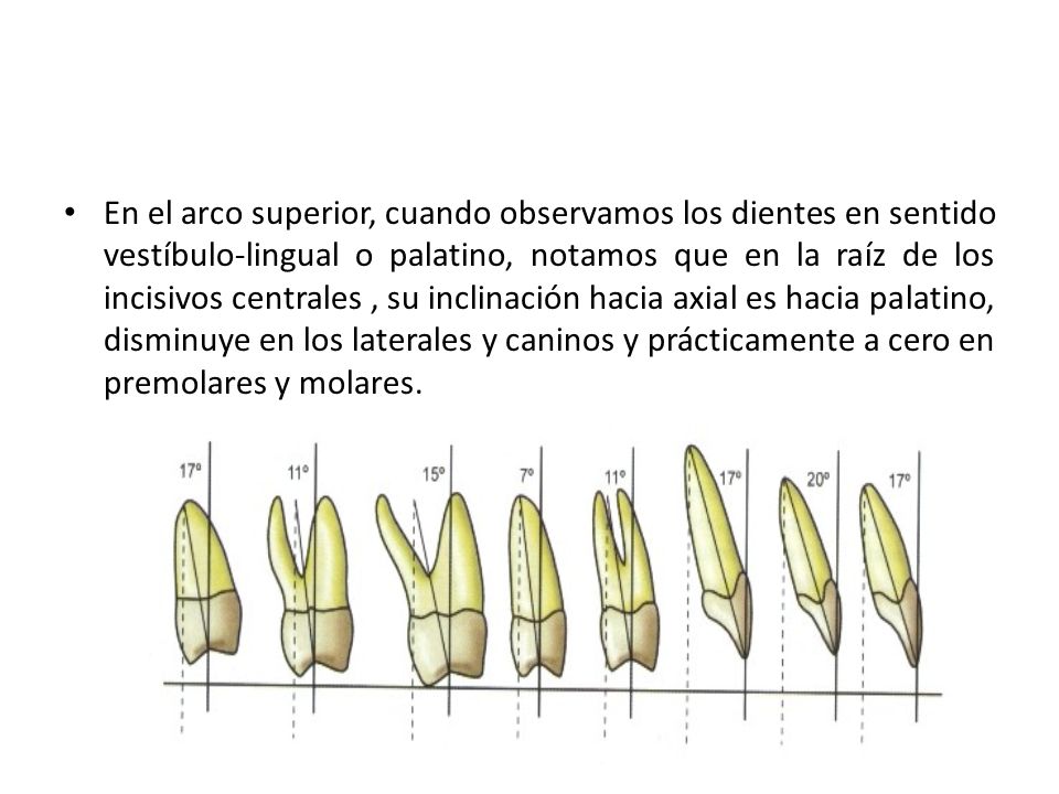 En el arco superior, cuando observamos los dientes en sentido vestíbulo-lingual o palatino, notamos que en la raíz de los incisivos centrales , su inclinación hacia axial es hacia palatino, disminuye en los laterales y caninos y prácticamente a cero en premolares y molares.