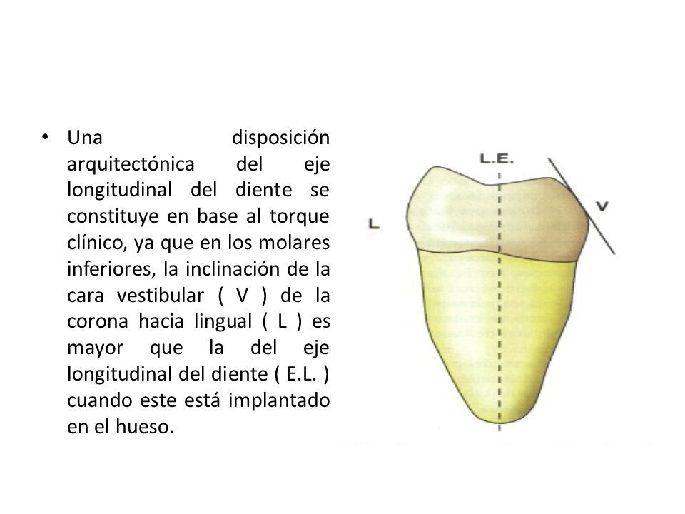 Una disposición arquitectónica del eje longitudinal del diente se constituye en base al torque clínico, ya que en los molares inferiores, la inclinación de la cara vestibular ( V ) de la corona hacia lingual ( L ) es mayor que la del eje longitudinal del diente ( E.L.