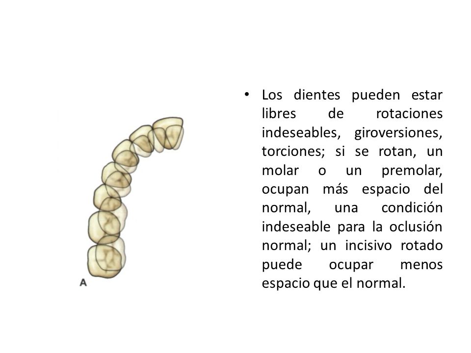 Los dientes pueden estar libres de rotaciones indeseables, giroversiones, torciones; si se rotan, un molar o un premolar, ocupan más espacio del normal, una condición indeseable para la oclusión normal; un incisivo rotado puede ocupar menos espacio que el normal.