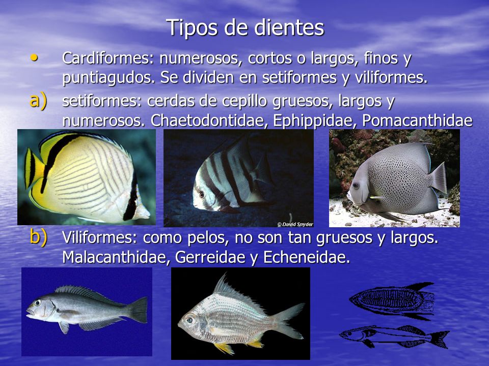 Tipos de dientes Cardiformes: numerosos, cortos o largos, finos y puntiagudos. Se dividen en setiformes y viliformes.