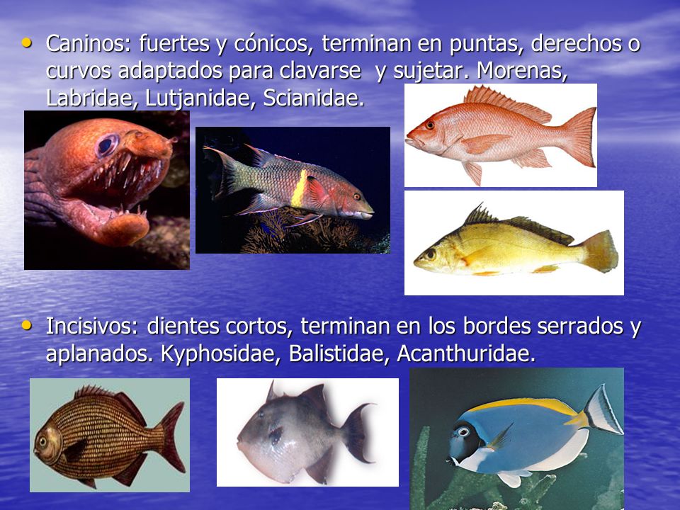 Caninos: fuertes y cónicos, terminan en puntas, derechos o curvos adaptados para clavarse y sujetar. Morenas, Labridae, Lutjanidae, Scianidae.