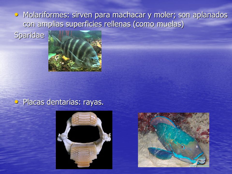 Molariformes: sirven para machacar y moler; son aplanados con amplias superficies rellenas (como muelas)