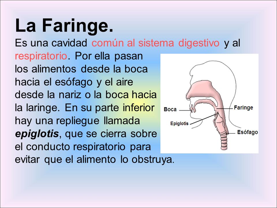 La Faringe. Es una cavidad común al sistema digestivo y al respiratorio. Por ella pasan. los alimentos desde la boca.