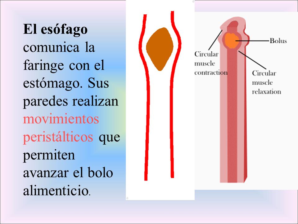 El esófago comunica la faringe con el estómago
