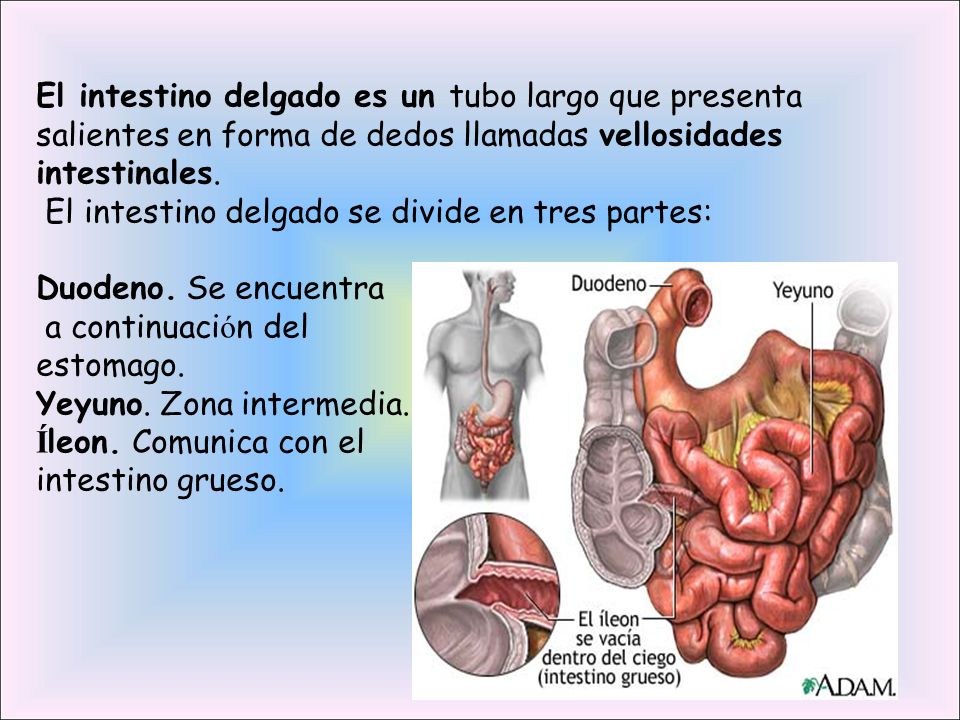 El intestino delgado se divide en tres partes: Duodeno. Se encuentra