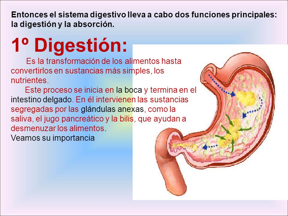 Entonces el sistema digestivo lleva a cabo dos funciones principales: