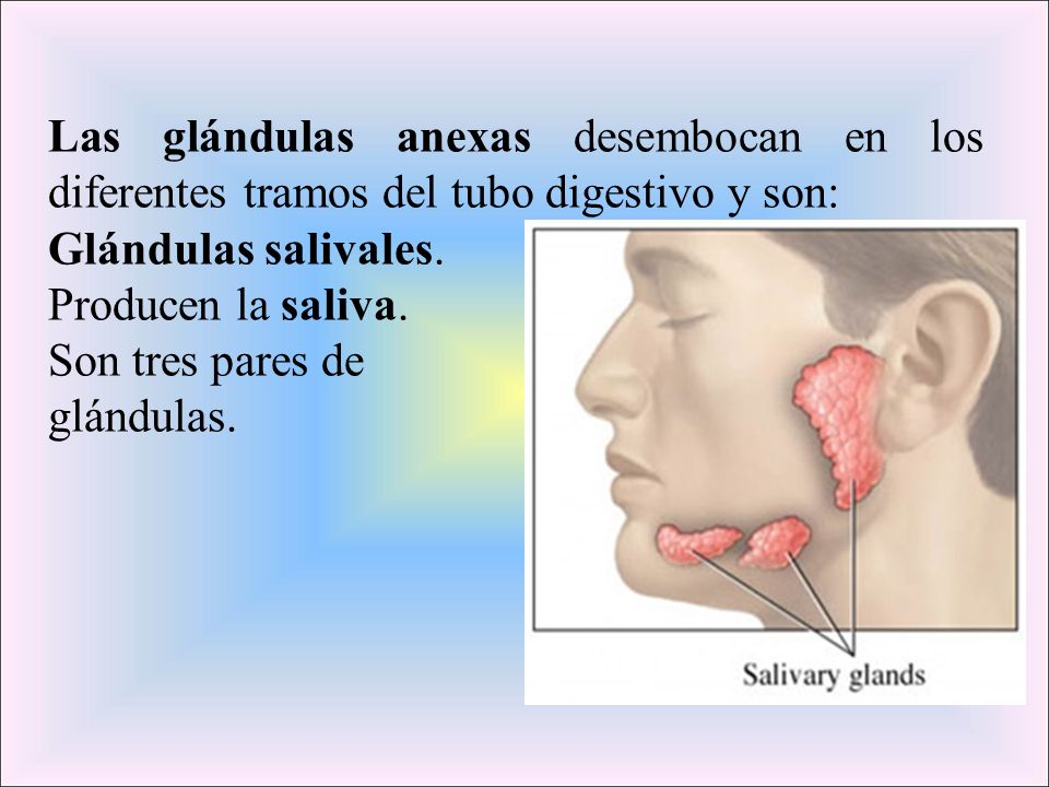 Las glándulas anexas desembocan en los diferentes tramos del tubo digestivo y son: