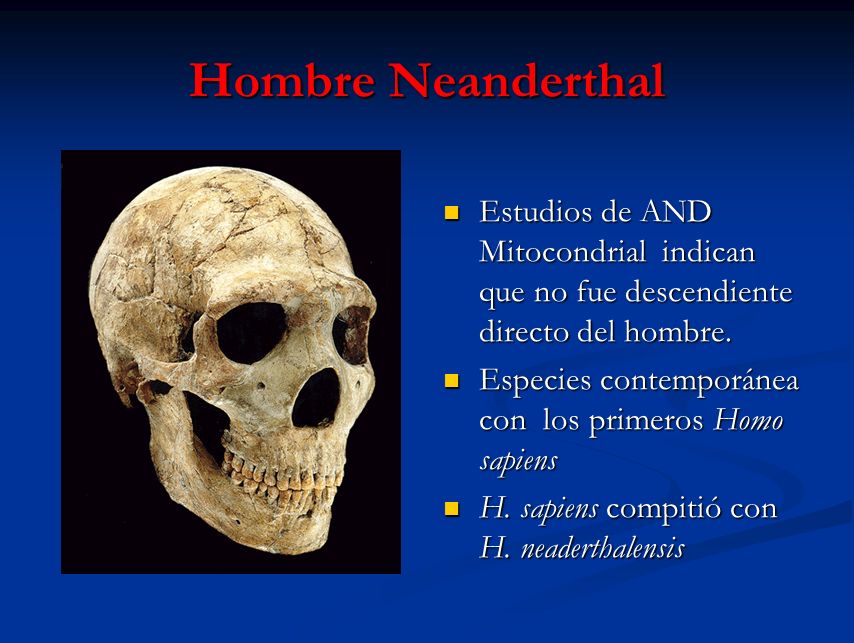 Hombre Neanderthal Estudios de AND Mitocondrial indican que no fue descendiente directo del hombre.