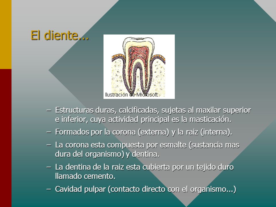 El diente... Estructuras duras, calcificadas, sujetas al maxilar superior e inferior, cuya actividad principal es la masticación.