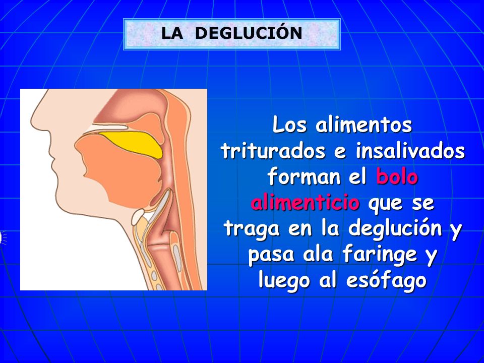 LA DEGLUCIÓN Los alimentos triturados e insalivados forman el bolo alimenticio que se traga en la deglución y pasa ala faringe y luego al esófago.