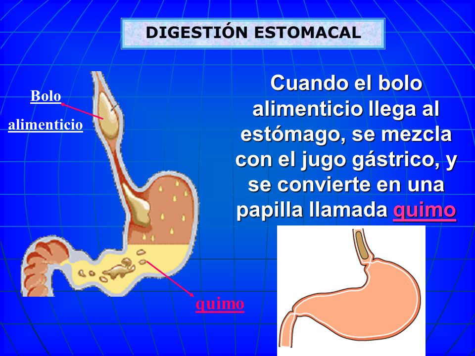 DIGESTIÓN ESTOMACAL Cuando el bolo alimenticio llega al estómago, se mezcla con el jugo gástrico, y se convierte en una papilla llamada quimo.