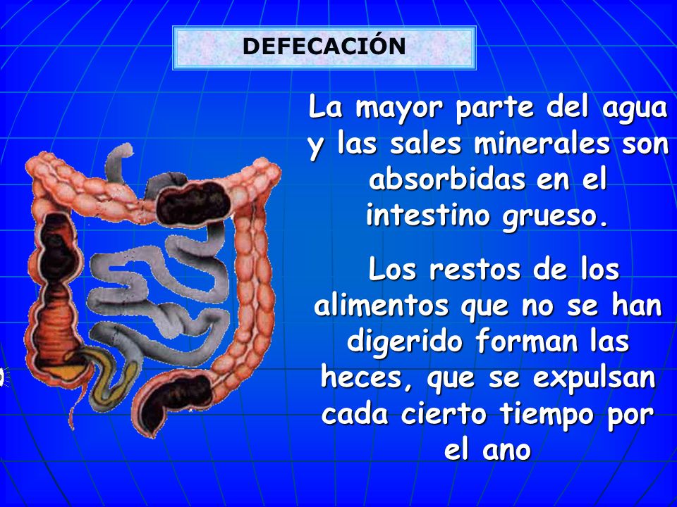 DEFECACIÓN La mayor parte del agua y las sales minerales son absorbidas en el intestino grueso.
