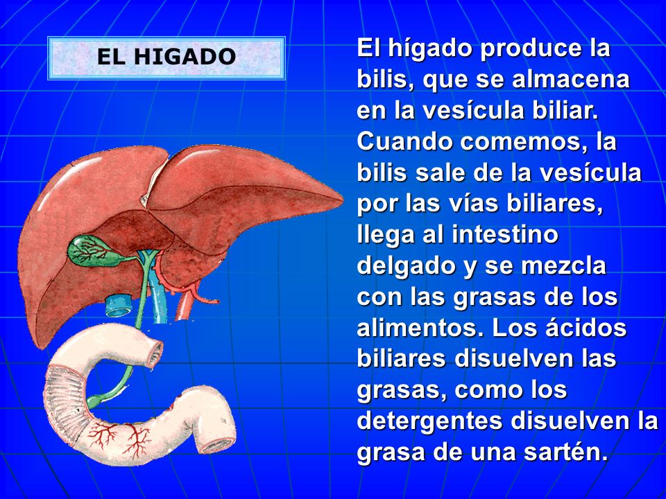 El hígado produce la bilis, que se almacena en la vesícula biliar
