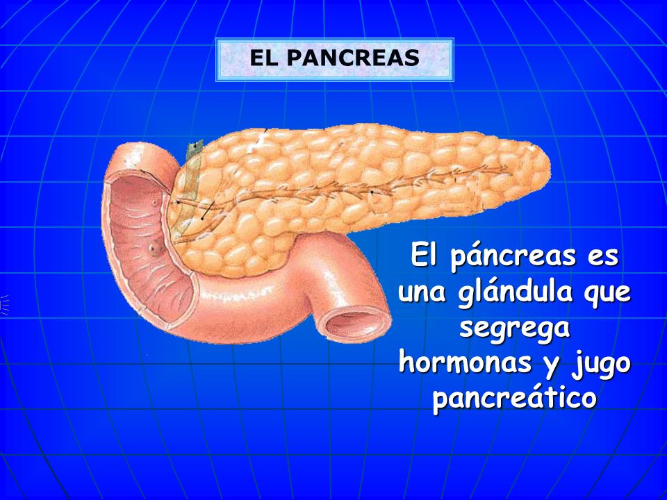 El páncreas es una glándula que segrega hormonas y jugo pancreático