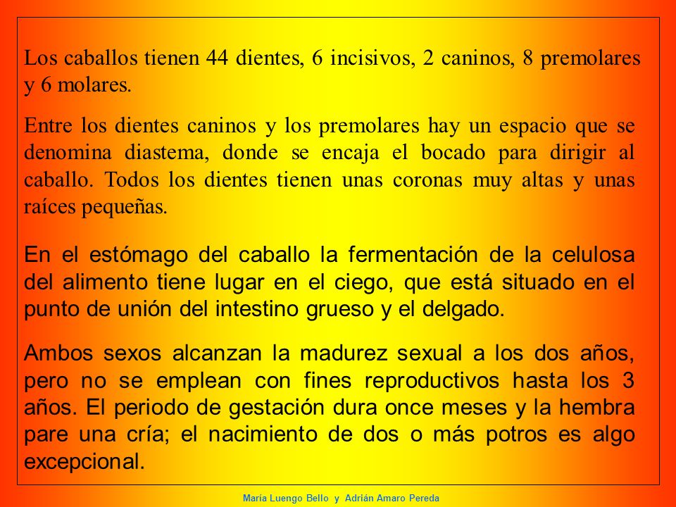 Los caballos tienen 44 dientes, 6 incisivos, 2 caninos, 8 premolares y 6 molares.