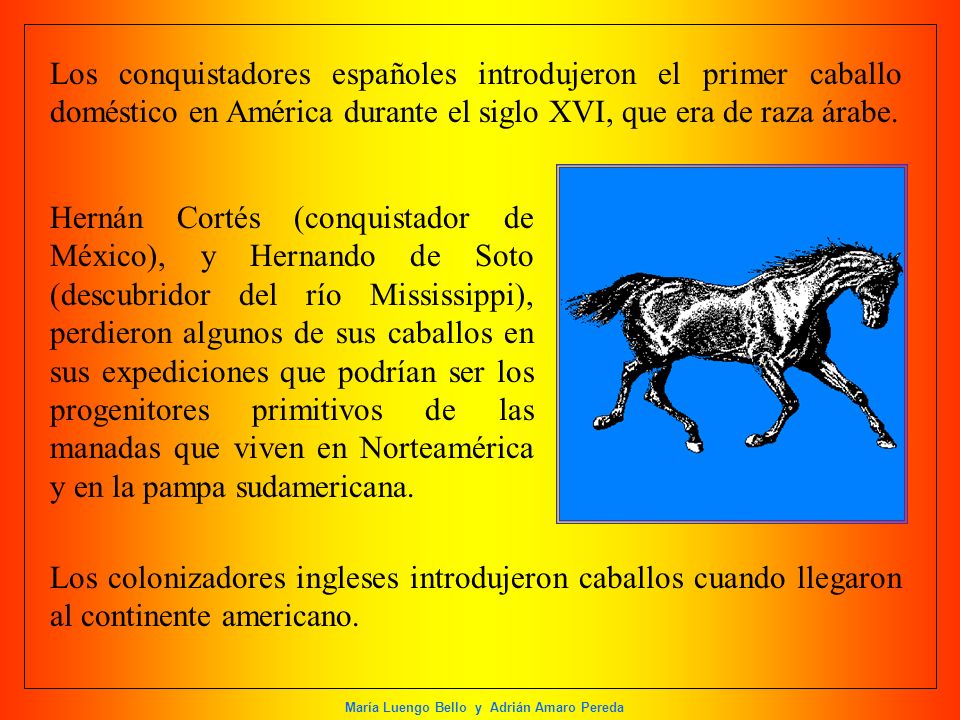 Los conquistadores españoles introdujeron el primer caballo doméstico en América durante el siglo XVI, que era de raza árabe.
