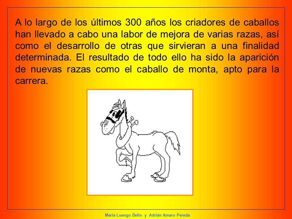 A lo largo de los últimos 300 años los criadores de caballos han llevado a cabo una labor de mejora de varias razas, así como el desarrollo de otras que sirvieran a una finalidad determinada.