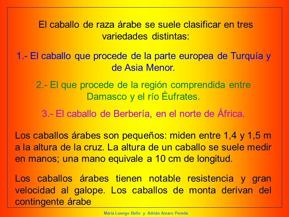 3.- El caballo de Berbería, en el norte de África.