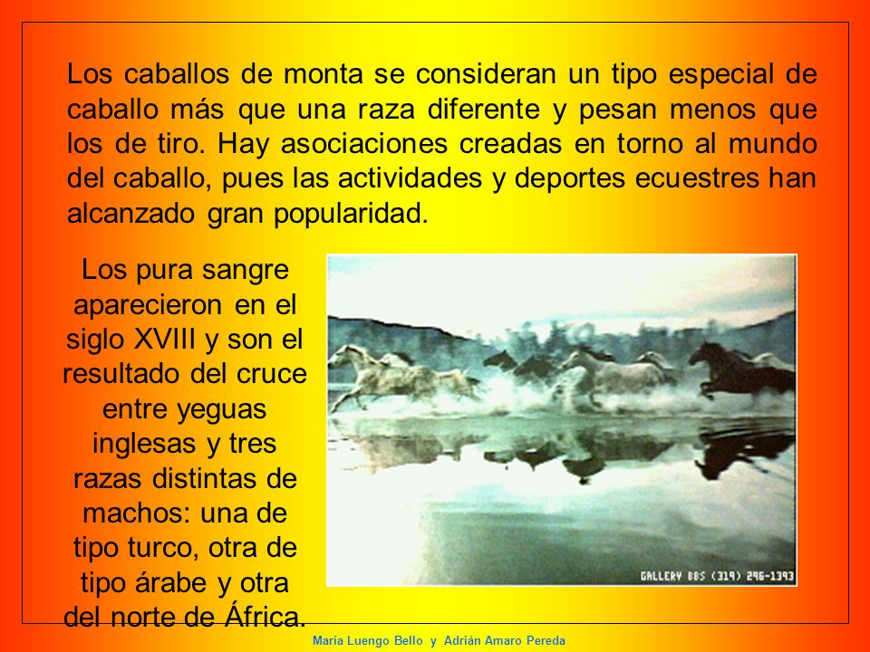 Los caballos de monta se consideran un tipo especial de caballo más que una raza diferente y pesan menos que los de tiro. Hay asociaciones creadas en torno al mundo del caballo, pues las actividades y deportes ecuestres han alcanzado gran popularidad.