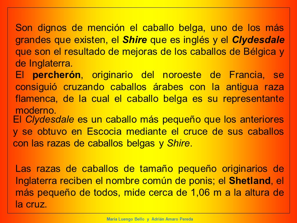 Son dignos de mención el caballo belga, uno de los más grandes que existen, el Shire que es inglés y el Clydesdale que son el resultado de mejoras de los caballos de Bélgica y de Inglaterra.