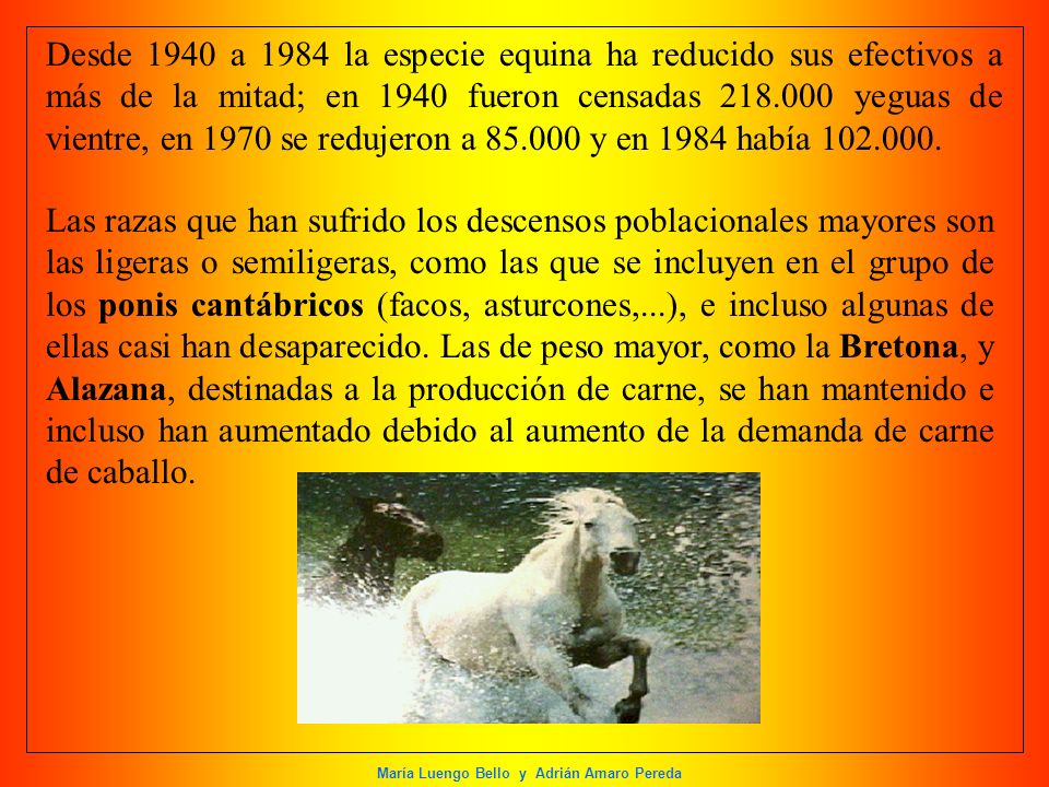 Desde 1940 a 1984 la especie equina ha reducido sus efectivos a más de la mitad; en 1940 fueron censadas yeguas de vientre, en 1970 se redujeron a y en 1984 había