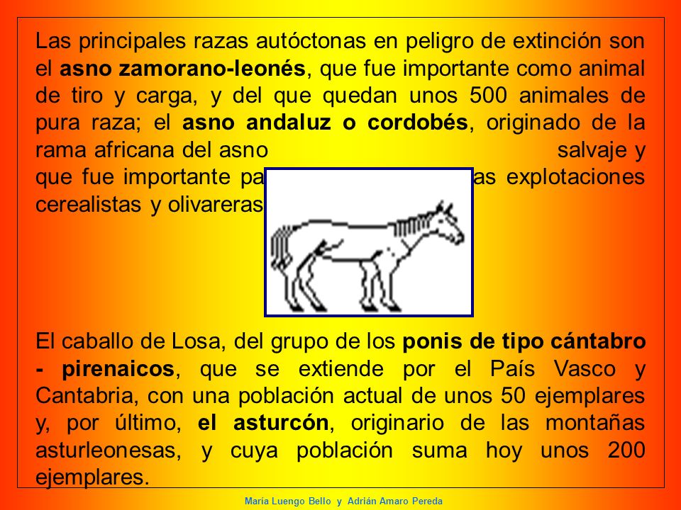 Las principales razas autóctonas en peligro de extinción son el asno zamorano-leonés, que fue importante como animal de tiro y carga, y del que quedan unos 500 animales de pura raza; el asno andaluz o cordobés, originado de la rama africana del asno salvaje y que fue importante para el transporte en las explotaciones cerealistas y olivareras.