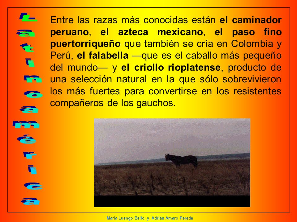 Entre las razas más conocidas están el caminador peruano, el azteca mexicano, el paso fino puertorriqueño que también se cría en Colombia y Perú, el falabella —que es el caballo más pequeño del mundo— y el criollo rioplatense, producto de una selección natural en la que sólo sobrevivieron los más fuertes para convertirse en los resistentes compañeros de los gauchos.