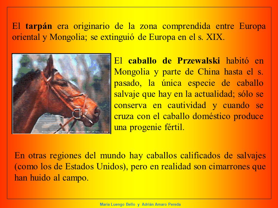 El tarpán era originario de la zona comprendida entre Europa oriental y Mongolia; se extinguió de Europa en el s. XIX.