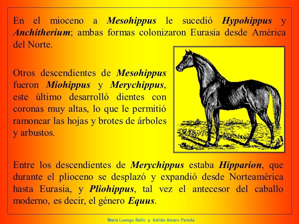 En el mioceno a Mesohippus le sucedió Hypohippus y Anchitherium; ambas formas colonizaron Eurasia desde América del Norte.