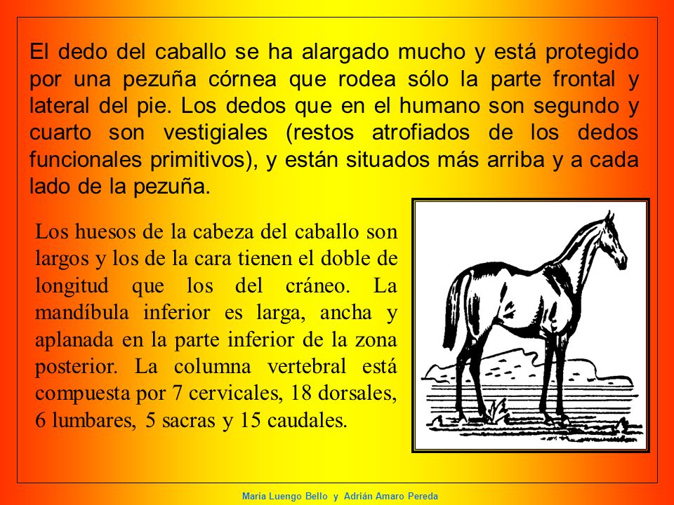 El dedo del caballo se ha alargado mucho y está protegido por una pezuña córnea que rodea sólo la parte frontal y lateral del pie. Los dedos que en el humano son segundo y cuarto son vestigiales (restos atrofiados de los dedos funcionales primitivos), y están situados más arriba y a cada lado de la pezuña.