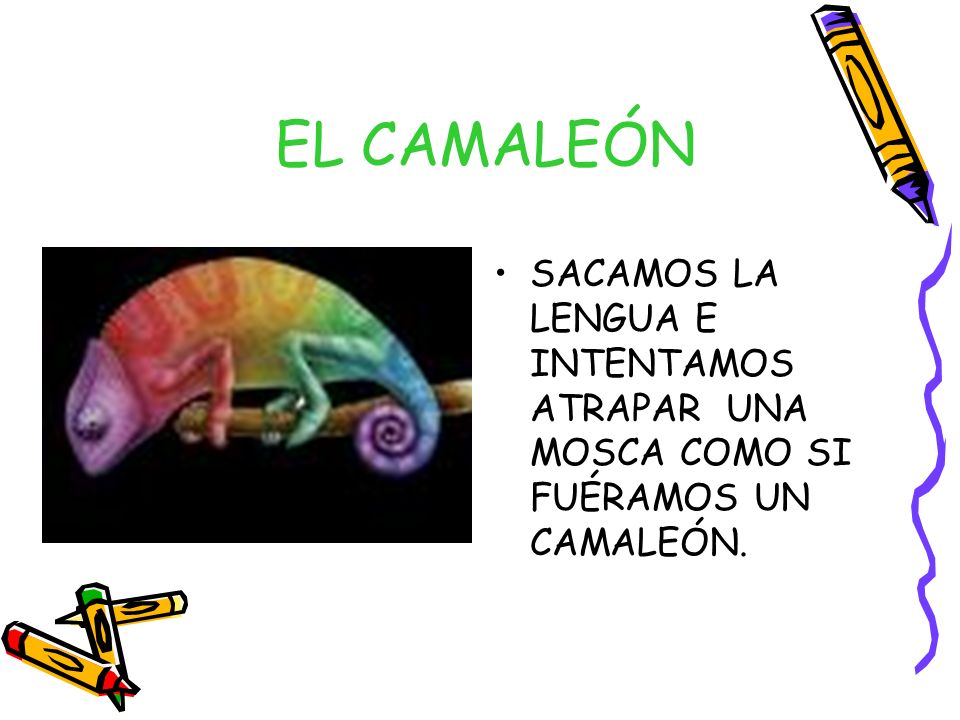 EL CAMALEÓN SACAMOS LA LENGUA E INTENTAMOS ATRAPAR UNA MOSCA COMO SI FUÉRAMOS UN CAMALEÓN.